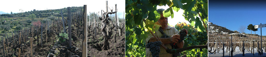 Tenuta delle Terre Nere  vína a vinice